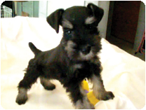 ミニチュアシュナウザー