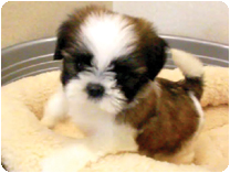 シーズー by NIPPON PET（大垣）