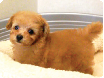 トイプードル by NIPPON PET（大垣）