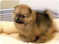 ポメラニアン by NIPPON PET（大垣）
