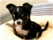 チワワ（ロングコート）