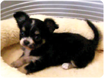 チワワ（ロングコート）by NIPPON PET（大垣）