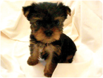 ヨークシャーテリア by イズミペット（岐阜）