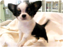 チワワ（ロングコート）