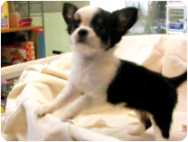 チワワ（ロングコート） by イズミペット（岐阜）