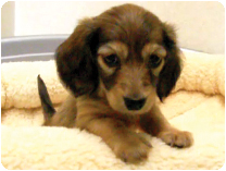 カニンヘンダックスフンド by NIPPON PET（大垣）