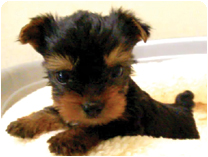 ヨークシャーテリア