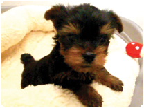 ヨークシャーテリア by NIPPON PET（大垣）