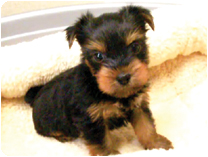 ヨークシャーテリア