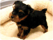 ヨークシャーテリア by イズミペット（岐阜）