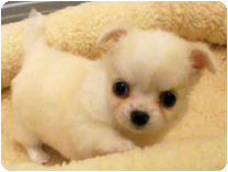 チワワ（ロングコート）by NIPPON PET（大垣）