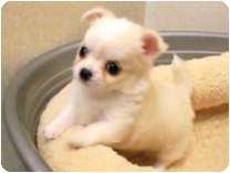 チワワ（ロングコート）