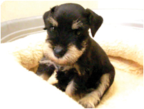 ミニチュアシュナウザー by NIPPON PET（大垣）