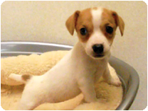 ジャックラッセルテリア by NIPPON PET（大垣）