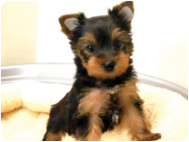 ヨークシャーテリア by イズミペット（岐阜）