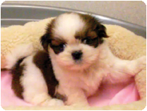 シーズー by NIPPON PET（大垣）