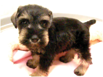 ミニチュアシュナウザー