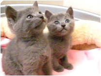 ロシアンブルー