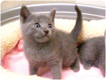 ロシアンブルー by NIPPON PET（大垣）