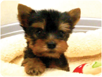 ヨークシャーテリア