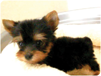 ヨークシャーテリア by NIPPON PET（大垣）