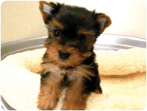 ヨークシャーテリア