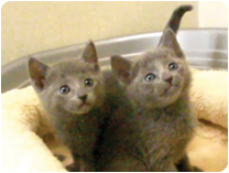 ロシアンブルー