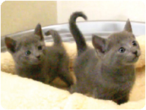 ロシアンブルー by NIPPON PET（大垣）