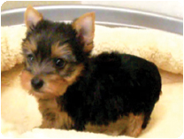 ヨークシャーテリア