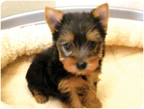 ヨークシャーテリア by NIPPON PET（大垣）