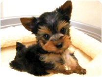 ヨークシャーテリア