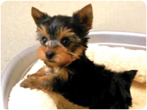 ヨークシャーテリア by NIPPON PET（大垣）