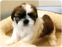 シーズー by イズミペット（岐阜）