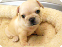 フレンチブルドッグ