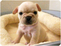 フレンチブルドッグ