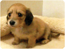 カニンヘンダックスフンド