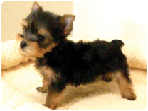 ヨークシャーテリア