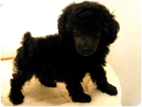 トイプードル