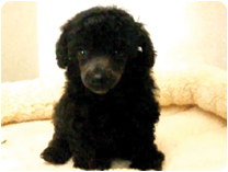 トイプードル by NIPPON PET（大垣）