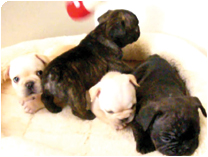 フレンチブルドッグ 出産情報