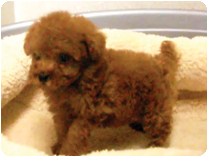 トイプードル by NIPPON PET（大垣）