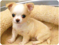 チワワ（ロングコート）