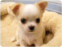 チワワ（ロングコート）by NIPPON PET（大垣）