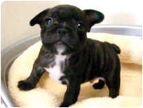 フレンチブルドッグ