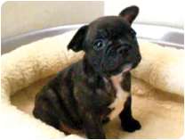 フレンチブルドッグ by NIPPON PET（大垣）