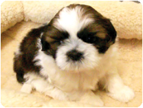 シーズー by NIPPON PET（大垣）