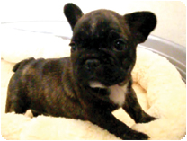 フレンチブルドッグ