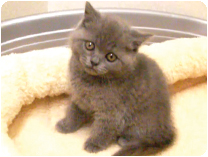 ブリティッシュショートヘアー by NIPPON PET（大垣）