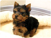 ヨークシャーテリア