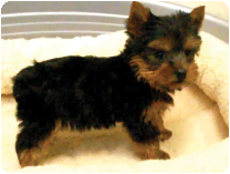 ヨークシャーテリア by NIPPON PET（大垣）